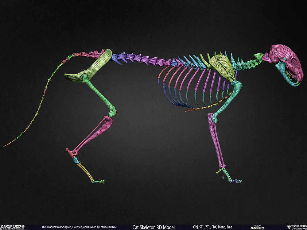 Highly Detailed Cat Skeleton 3D Model Sculpted by Yacine BRINIS Set 044