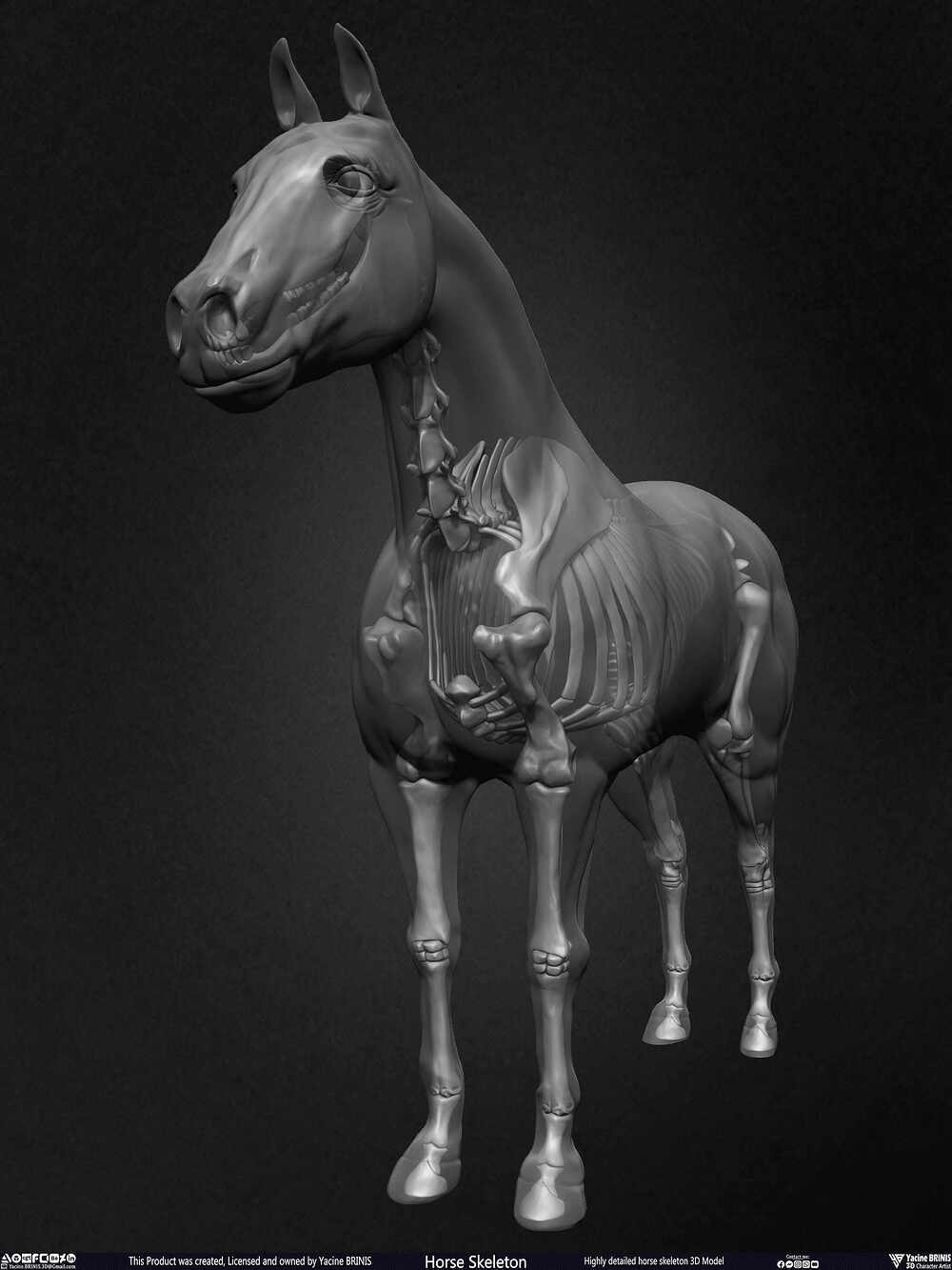 Highly Detailed Horse Skeleton 3D Model Sculpted by Yacine BRINIS Set 049