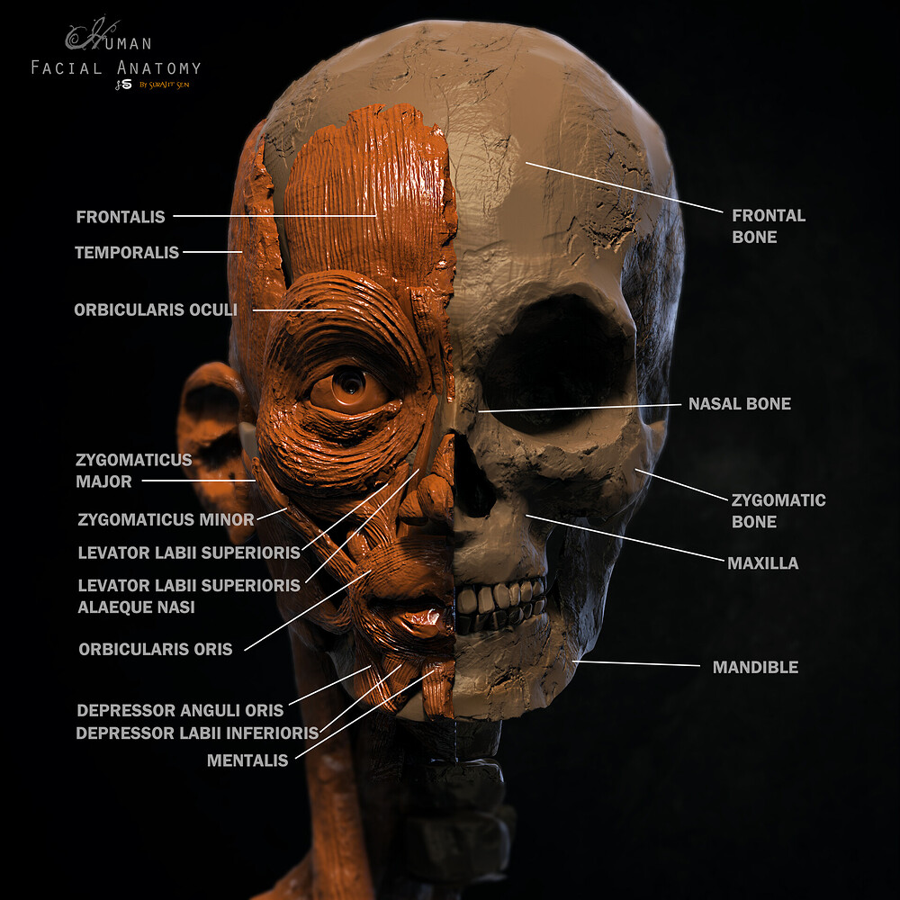 surajit_sen_Anatomy_Digital_Sculpture (2)
