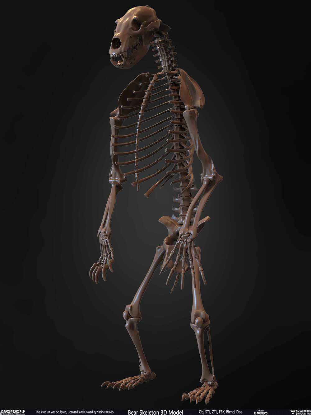 Bear Skeleton 3D Model Sculpted by Yacine BRINIS Set 007