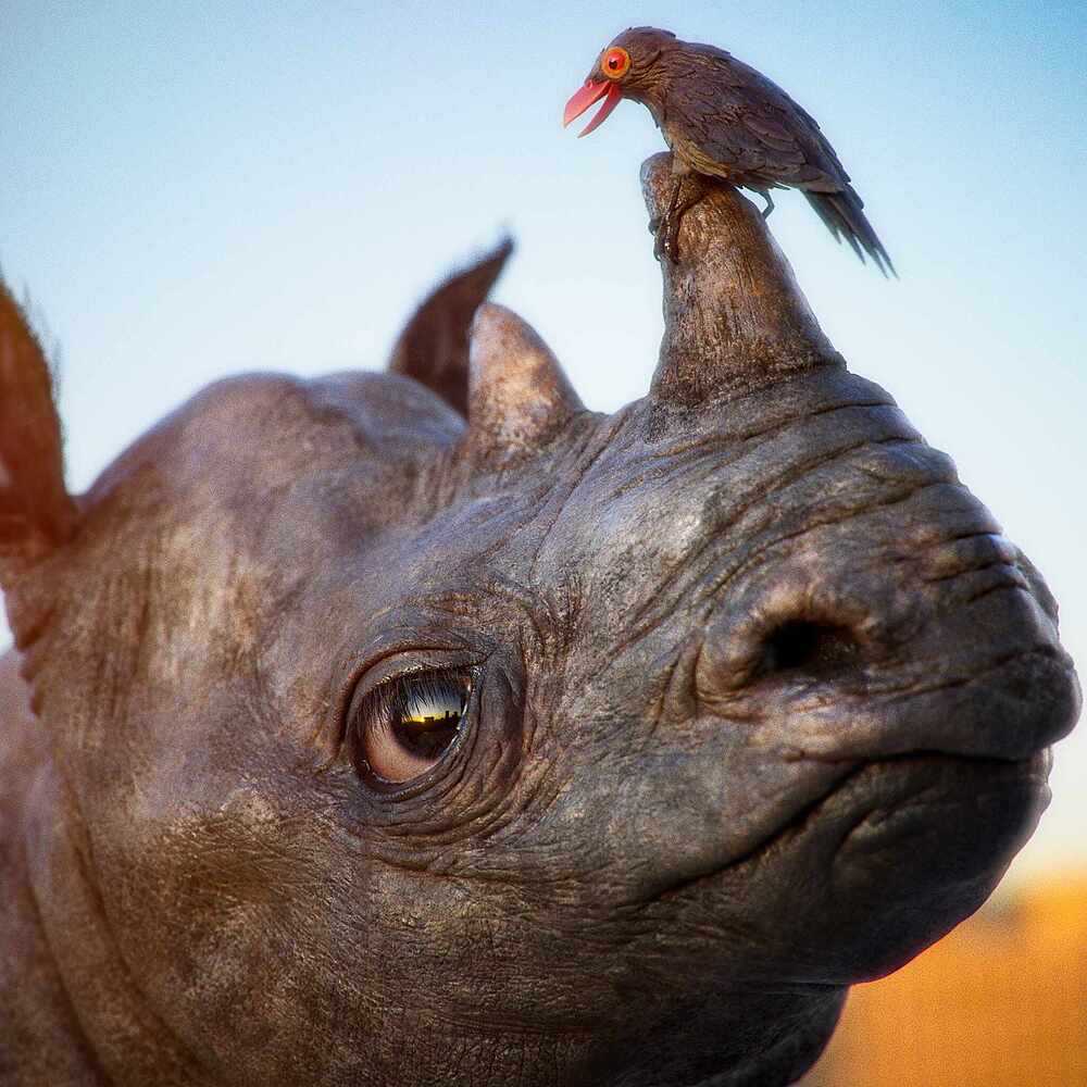 RhinoBirdA_Final04