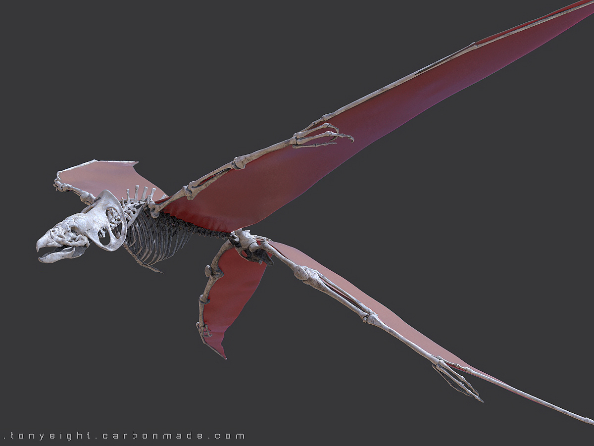 aes nexala_skeleton_01.120.jpg