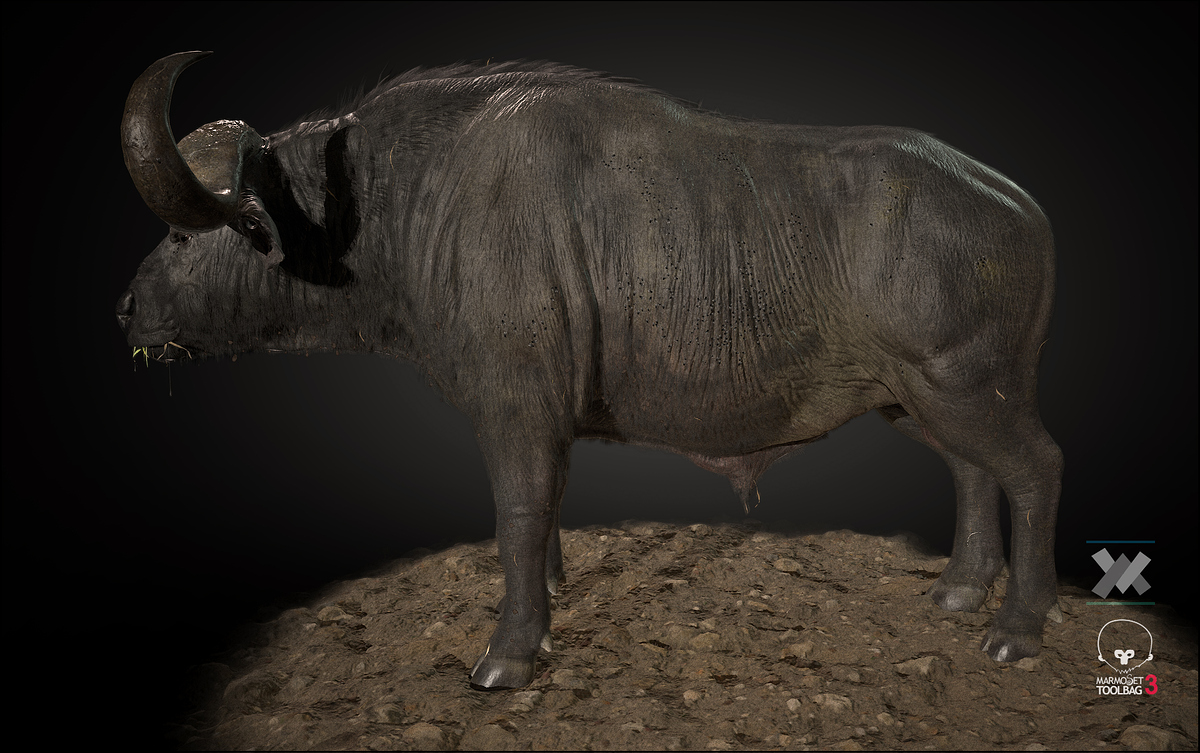Buffalo_d