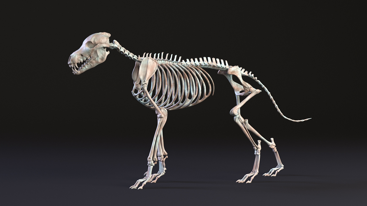 Skeleton