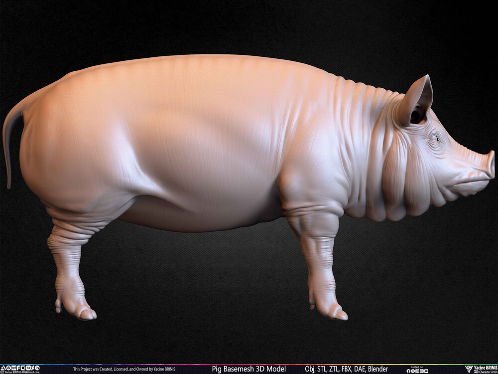 Pig Basemesh 3D Model Animal Anatomy Sculpted by Yacine BRINIS Set 055