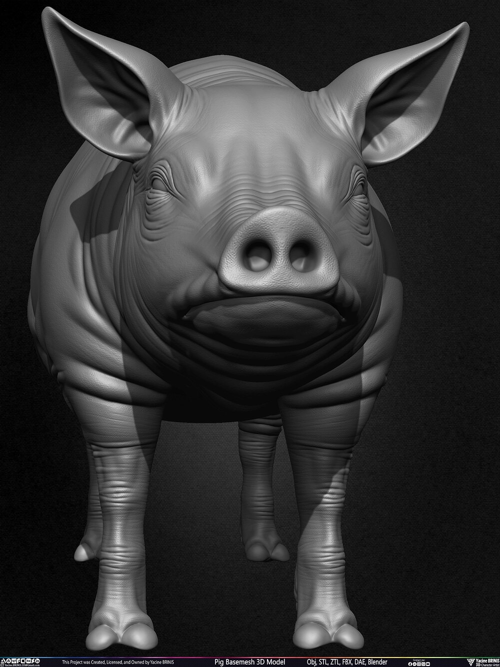 Pig Basemesh 3D Model Animal Anatomy Sculpted by Yacine BRINIS Set 008
