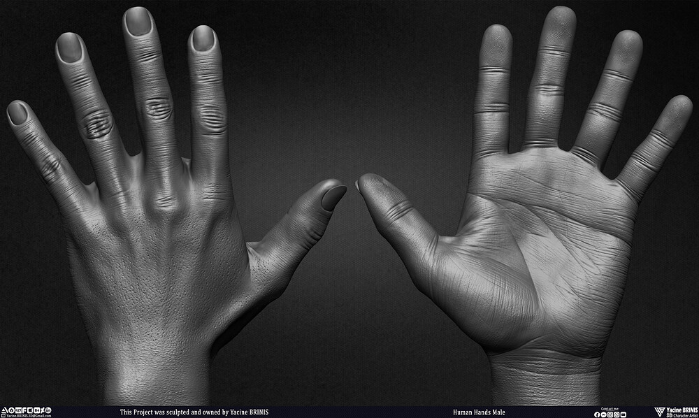 Human Hands Male Basemesh 3D Model sculpted by Yacine BRINIS 027