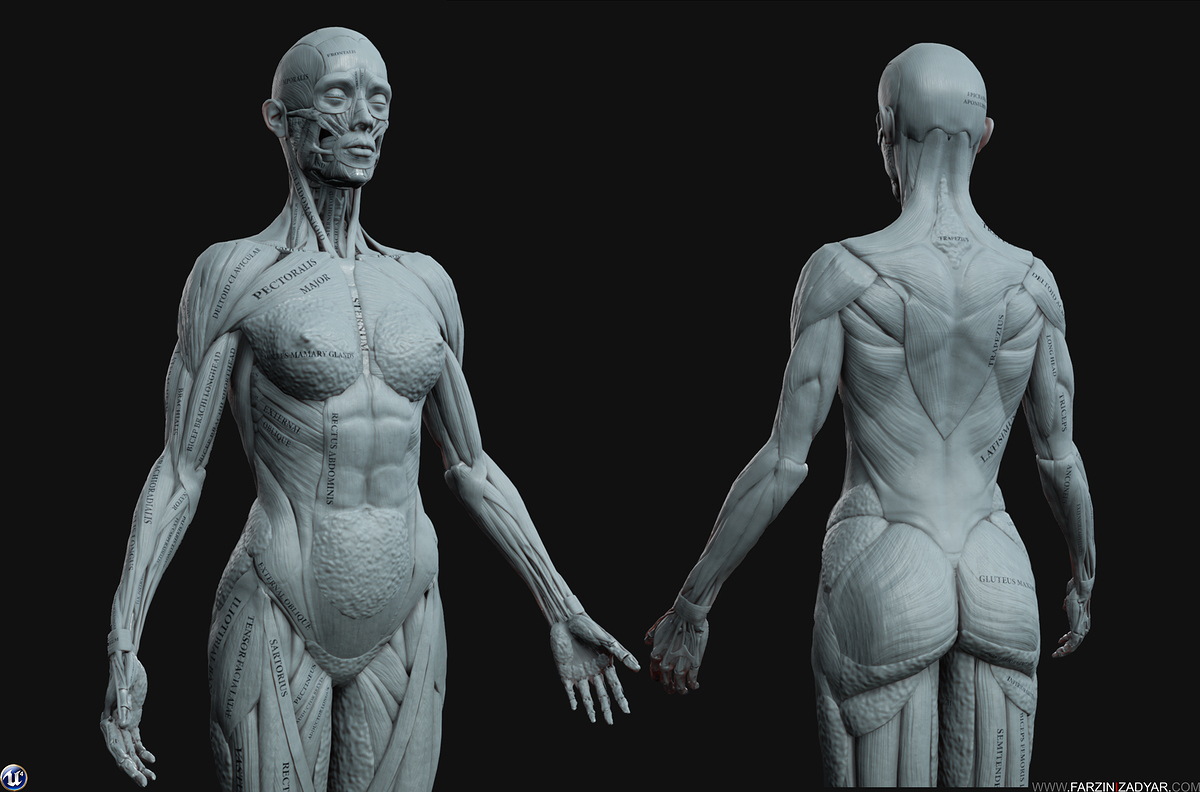Farzin_Izadyar_Female_Anatomy_Kit_Grey02
