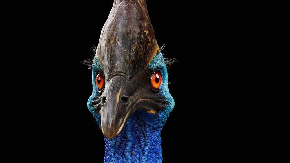 cassowary_09