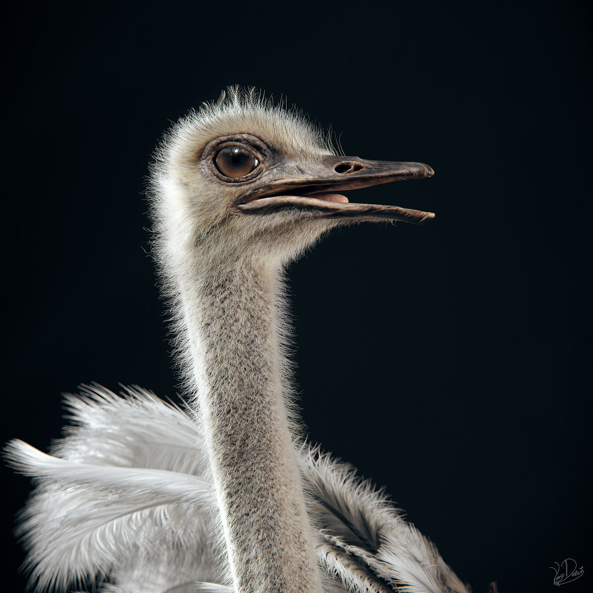 Ostrich_Head