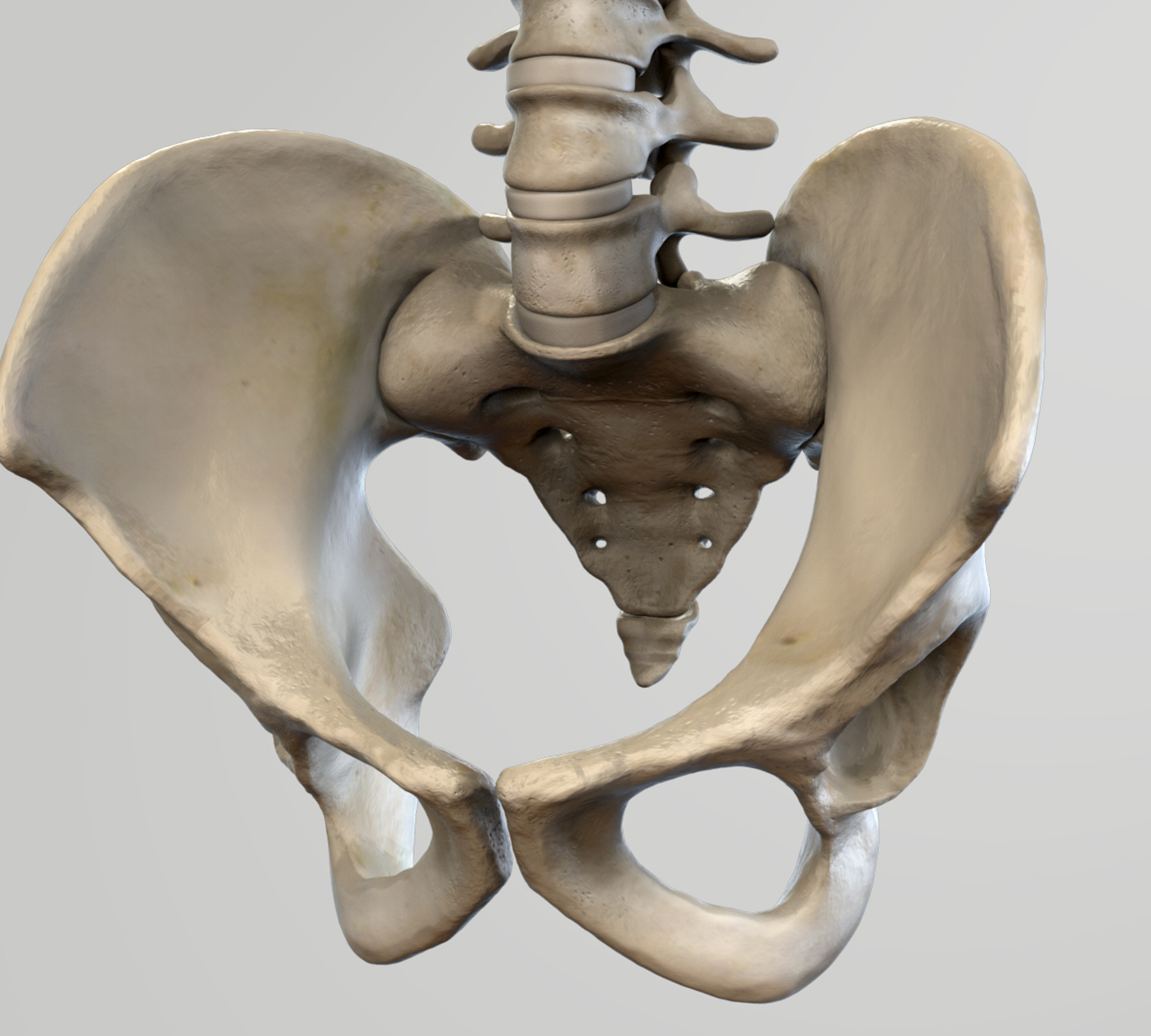 Таз отдел скелета. Подвздошная кость на скелете. Подвздошная кость 3д. Тазовая кость 3 кости. Тазовая кость скелет.