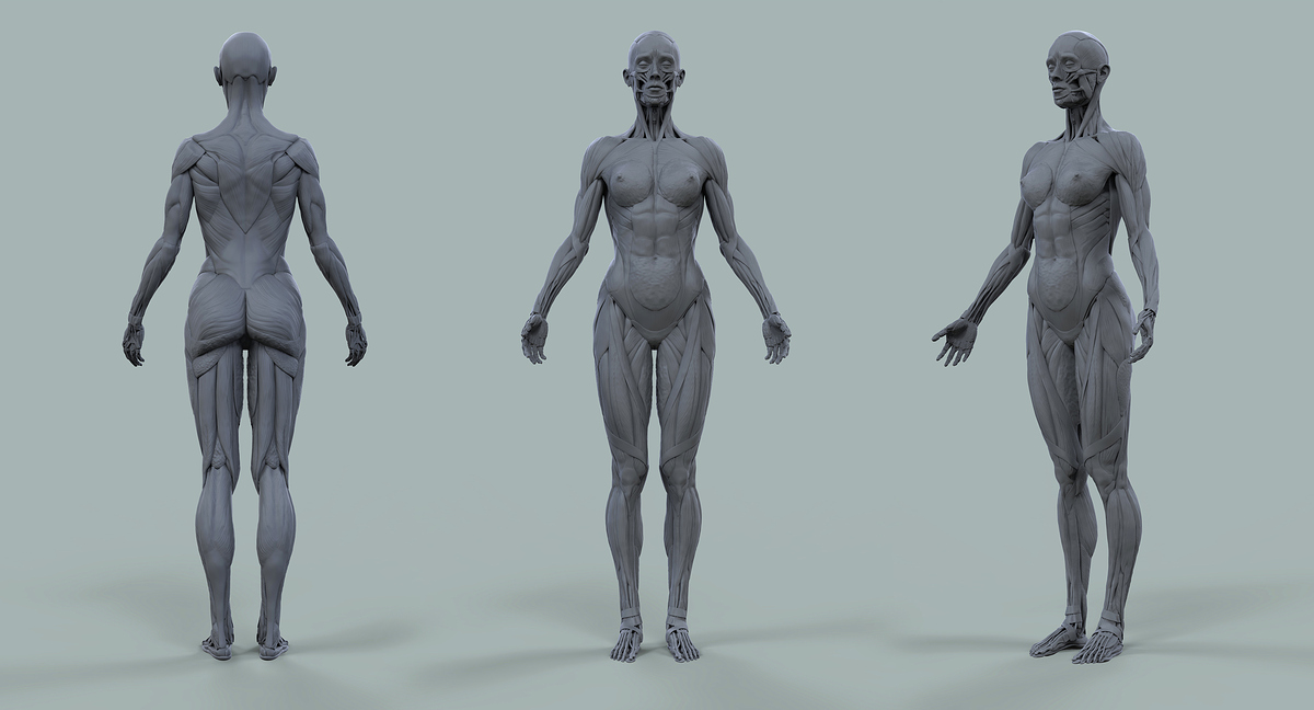 Female_Anatomy_Kit03_6k