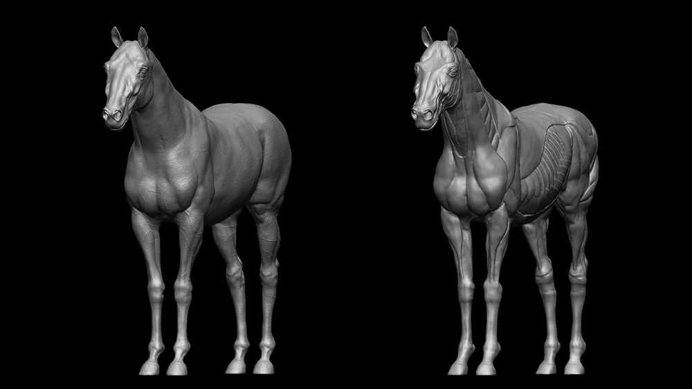 horse_front