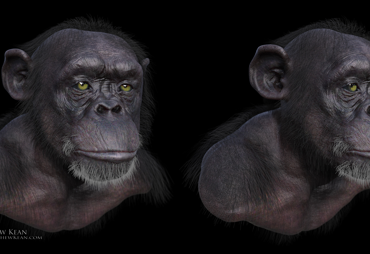 chimp.jpg