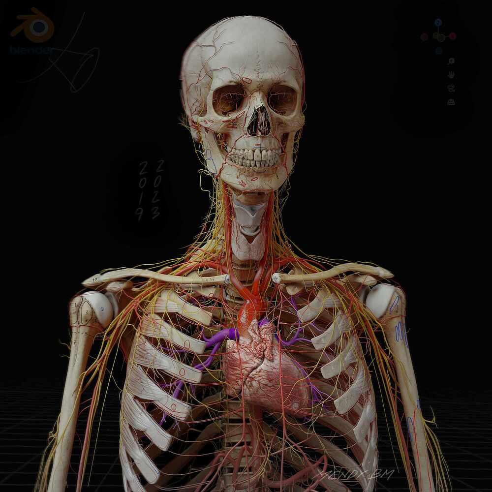 Anatomy_Digital human_artery_nerve