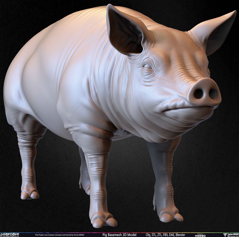 Pig Basemesh 3D Model Animal Anatomy Sculpted by Yacine BRINIS Set 031