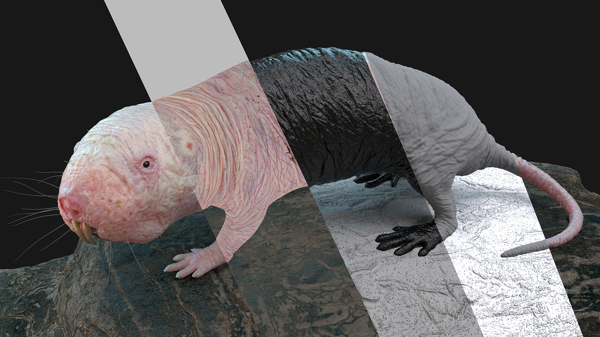 moleRatsPasses