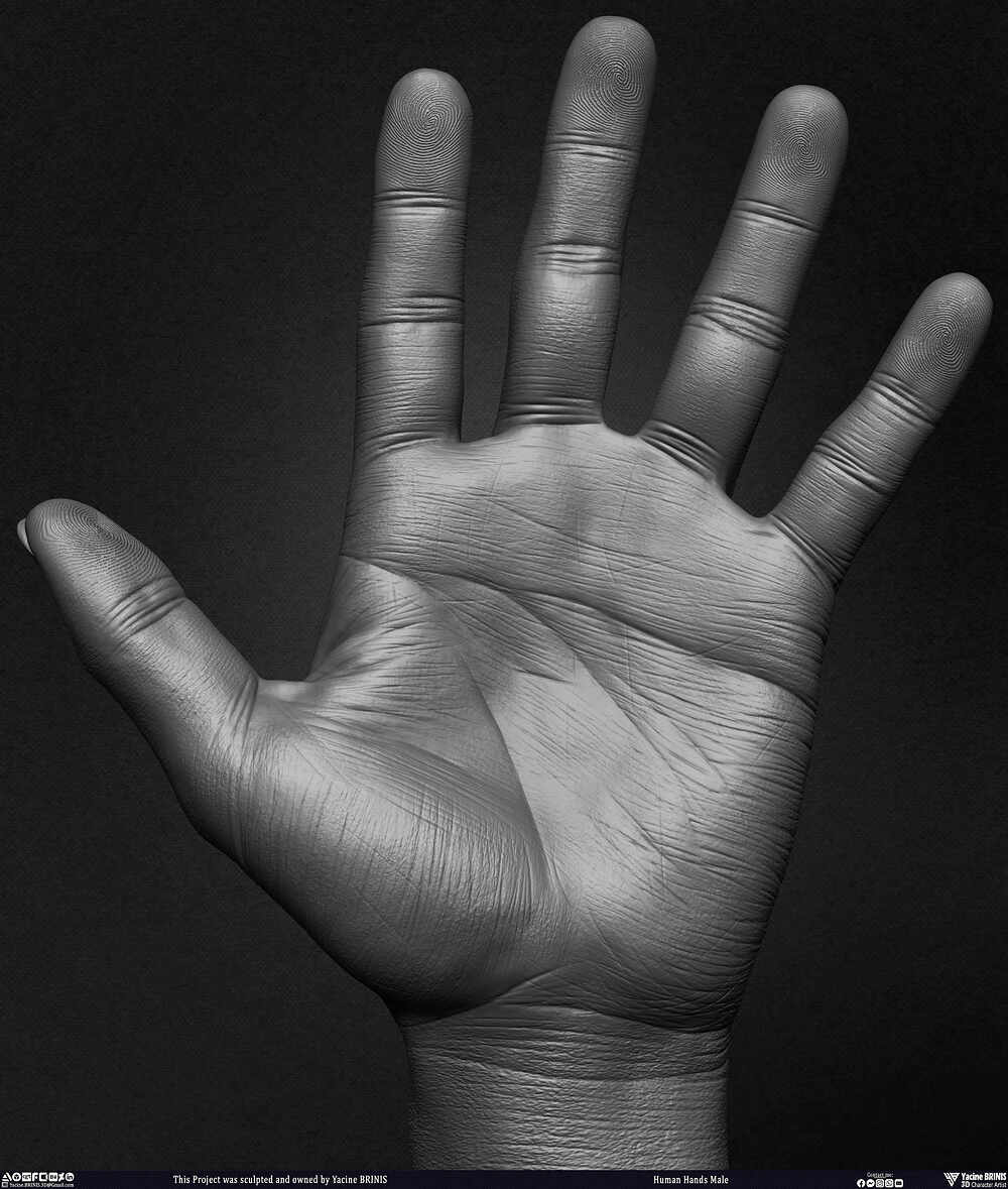 Human Hands Male Basemesh 3D Model sculpted by Yacine BRINIS 011