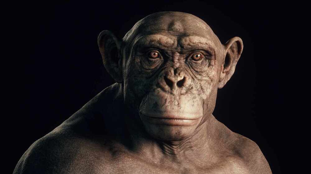 chimp_head1