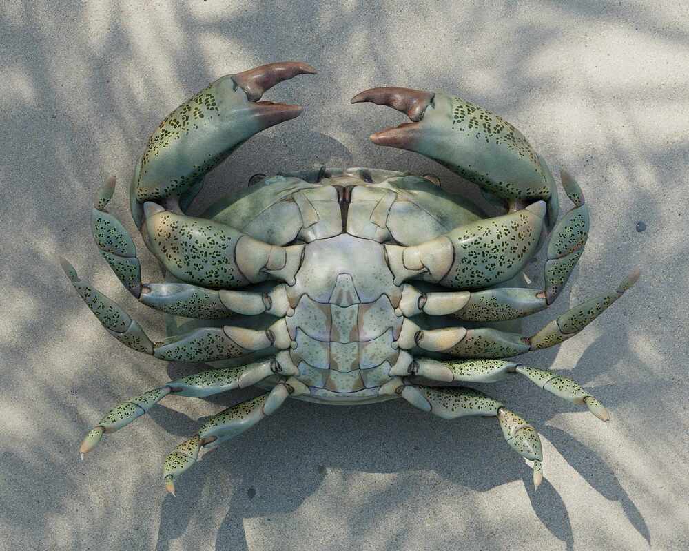 shawlCrab_02