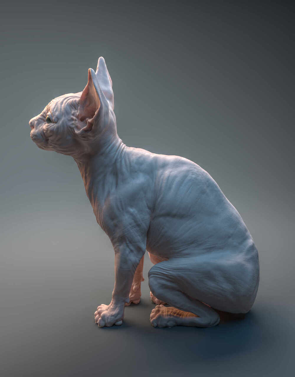 Cat_Presentation_1_0060