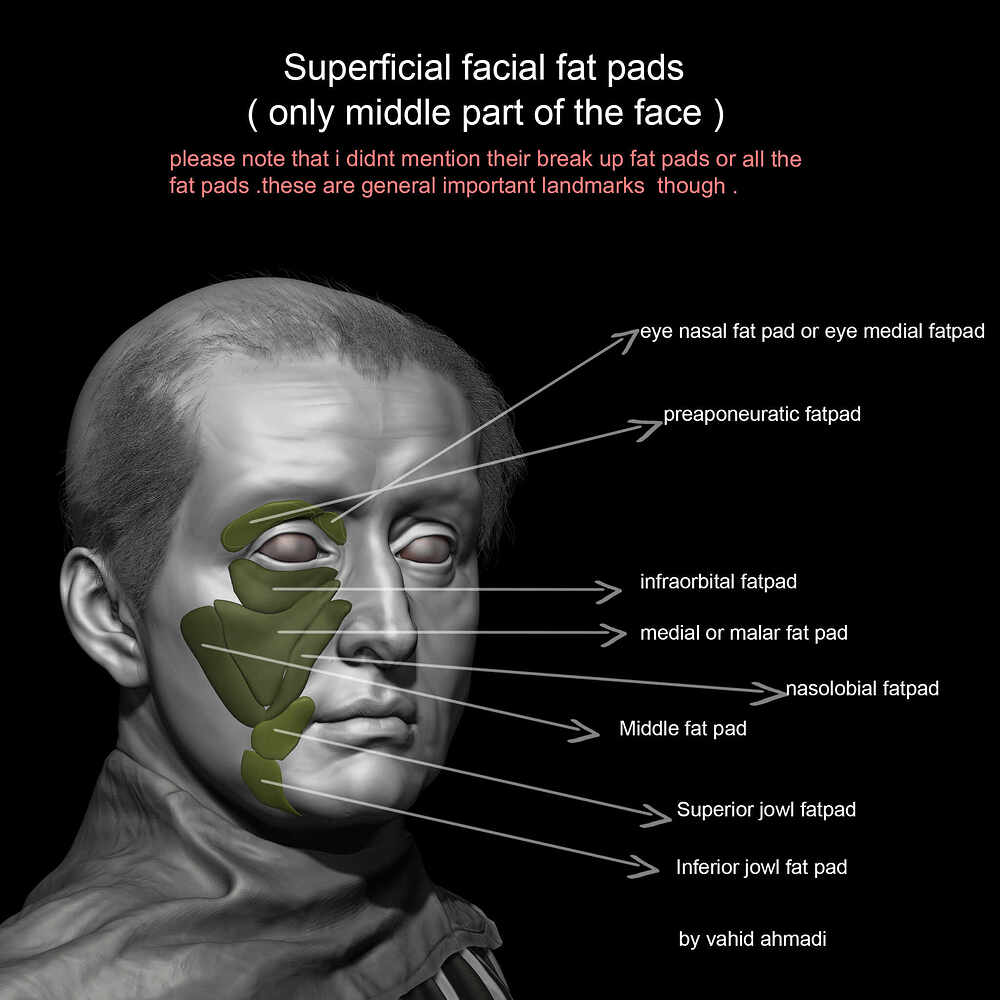 seperficial fatpads of middle part of the face by vahid ahmadi