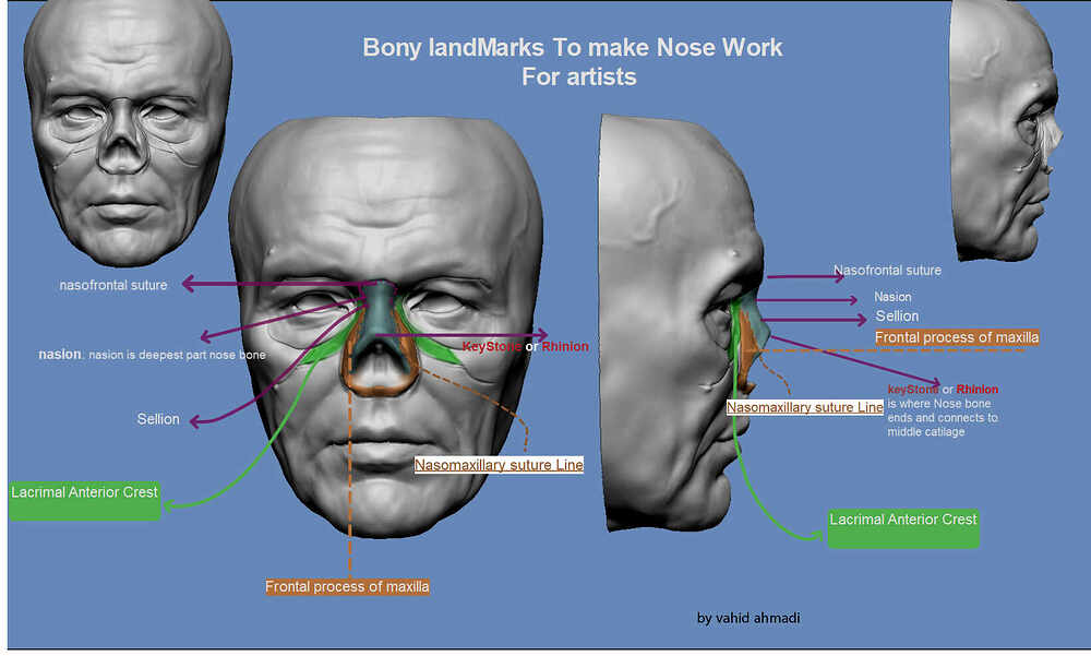 NoseBonyLandmarks By vahid ahmadi2