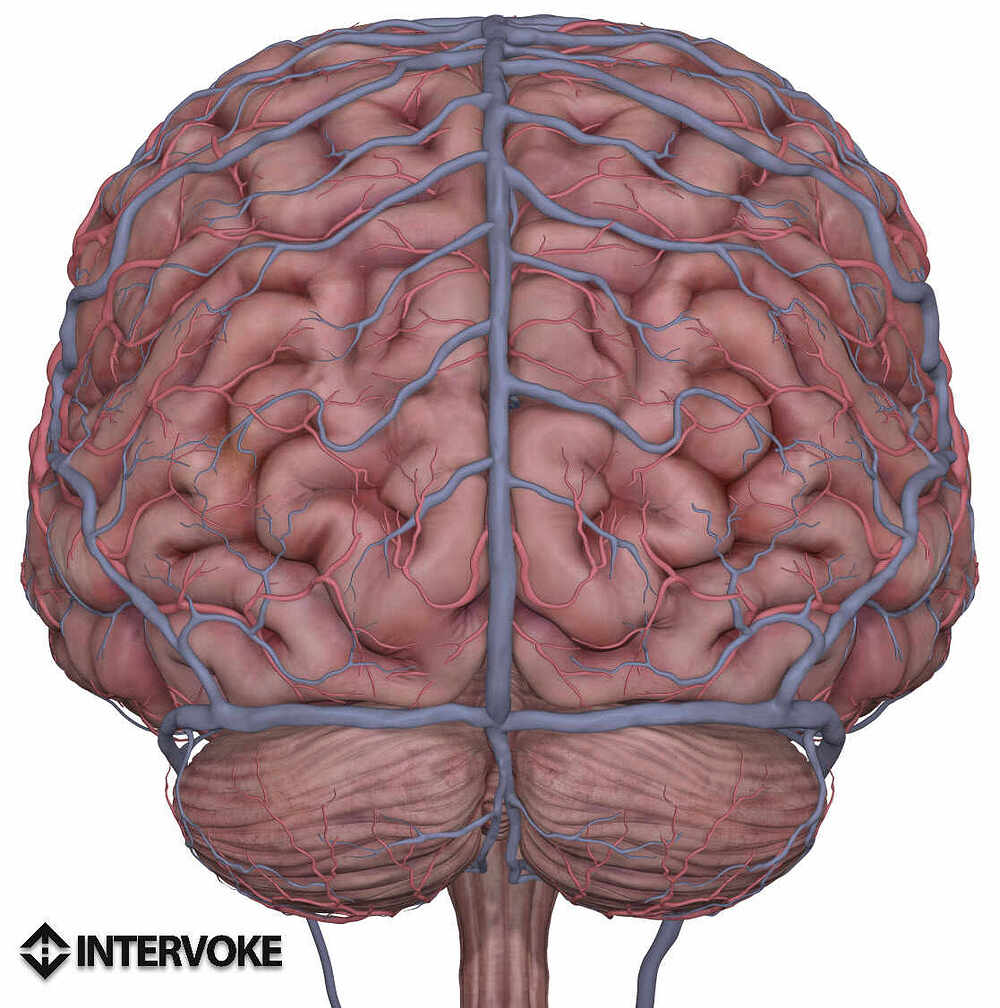 brain_back