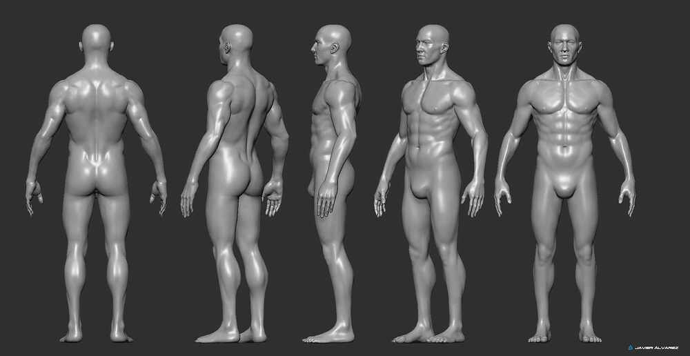 MaleAnatomyZBrushJAlvarez