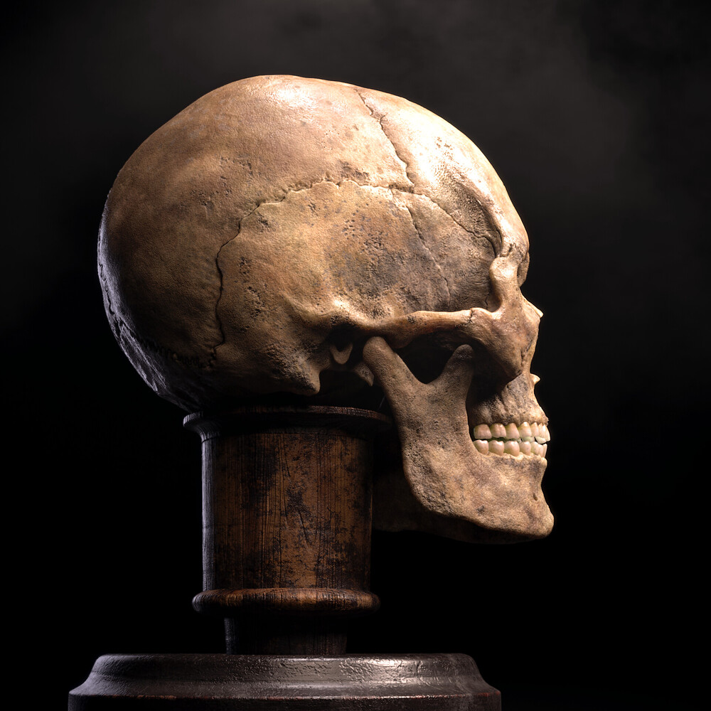 hirotaka-morino-skull-right-back