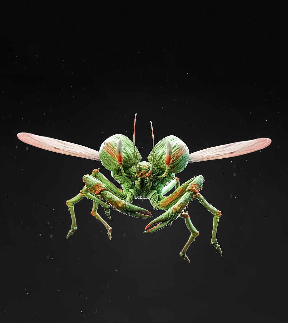 Scraab_01