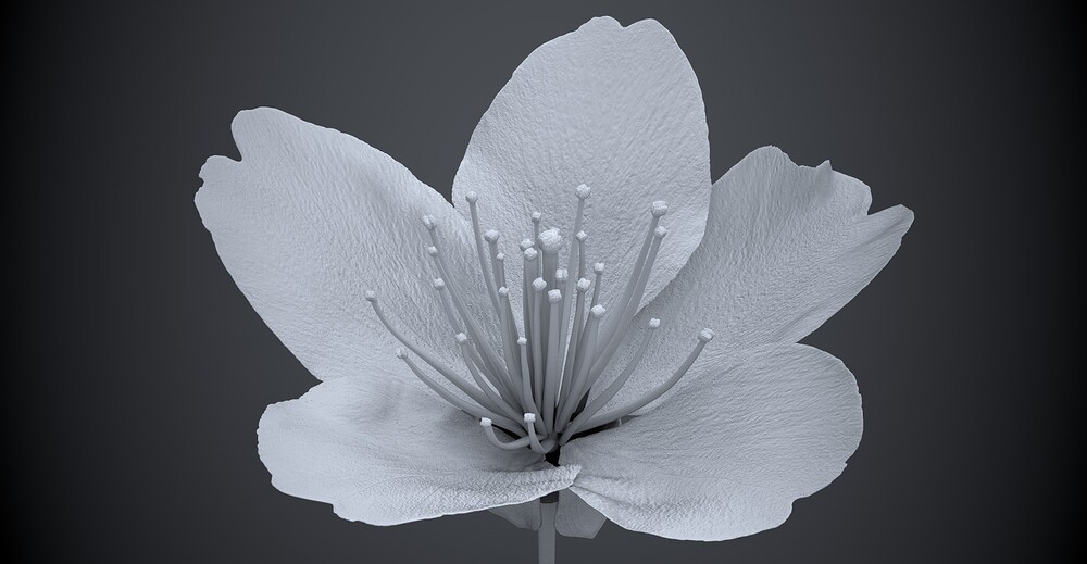 樱花6