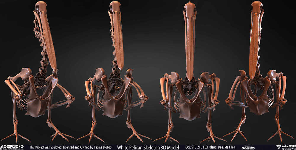 White Pelican Skeleton 3D Model Sculpted by Yacine BRINIS Set 003