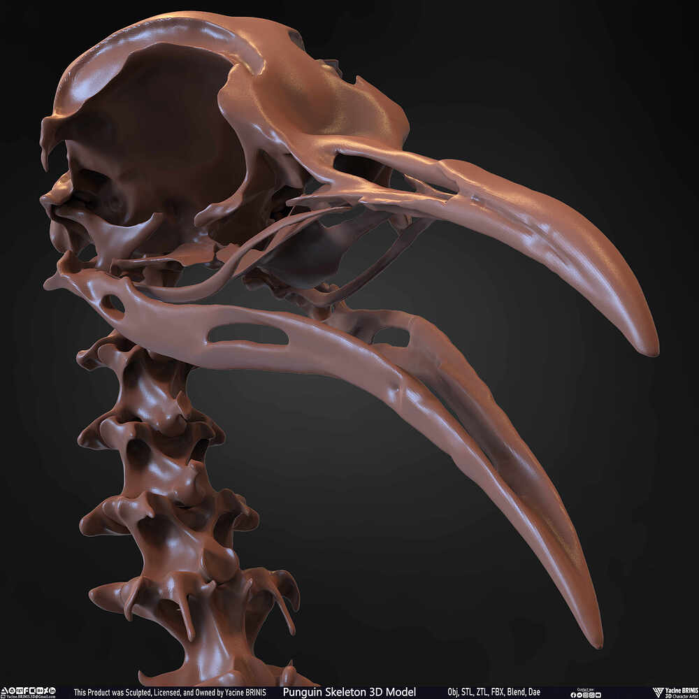 Punguin Skeleton 3D Model Sculpted by Yacine BRINIS Set 037