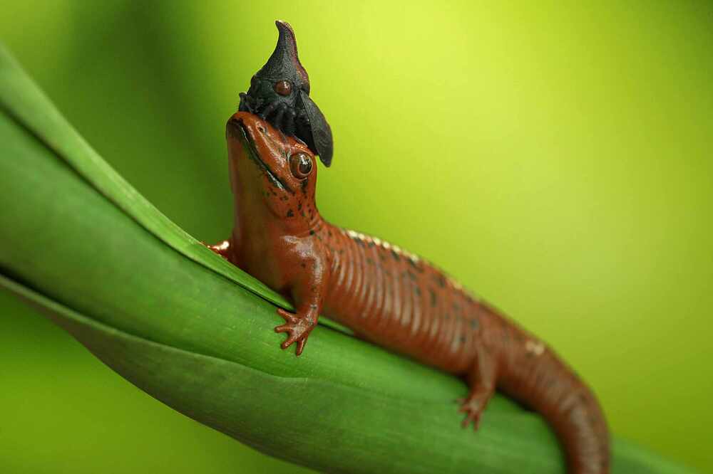 Skink_thorn_bug_002
