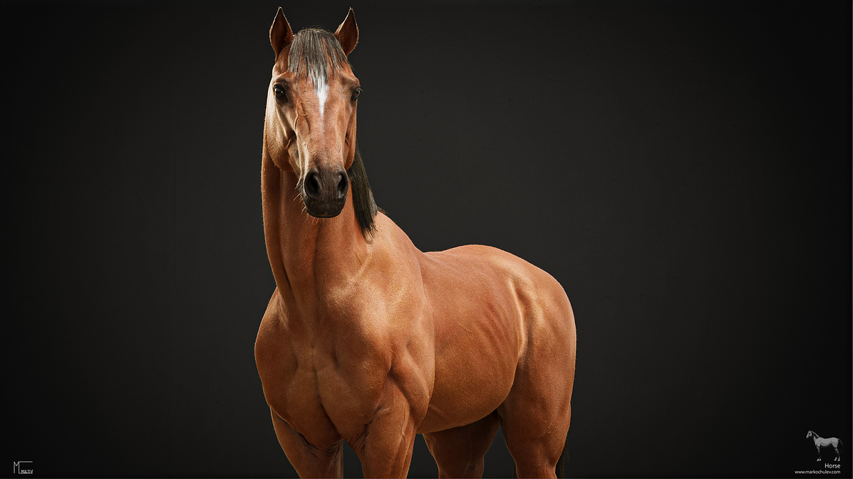 Horse_Stills_MidBody_v1.1