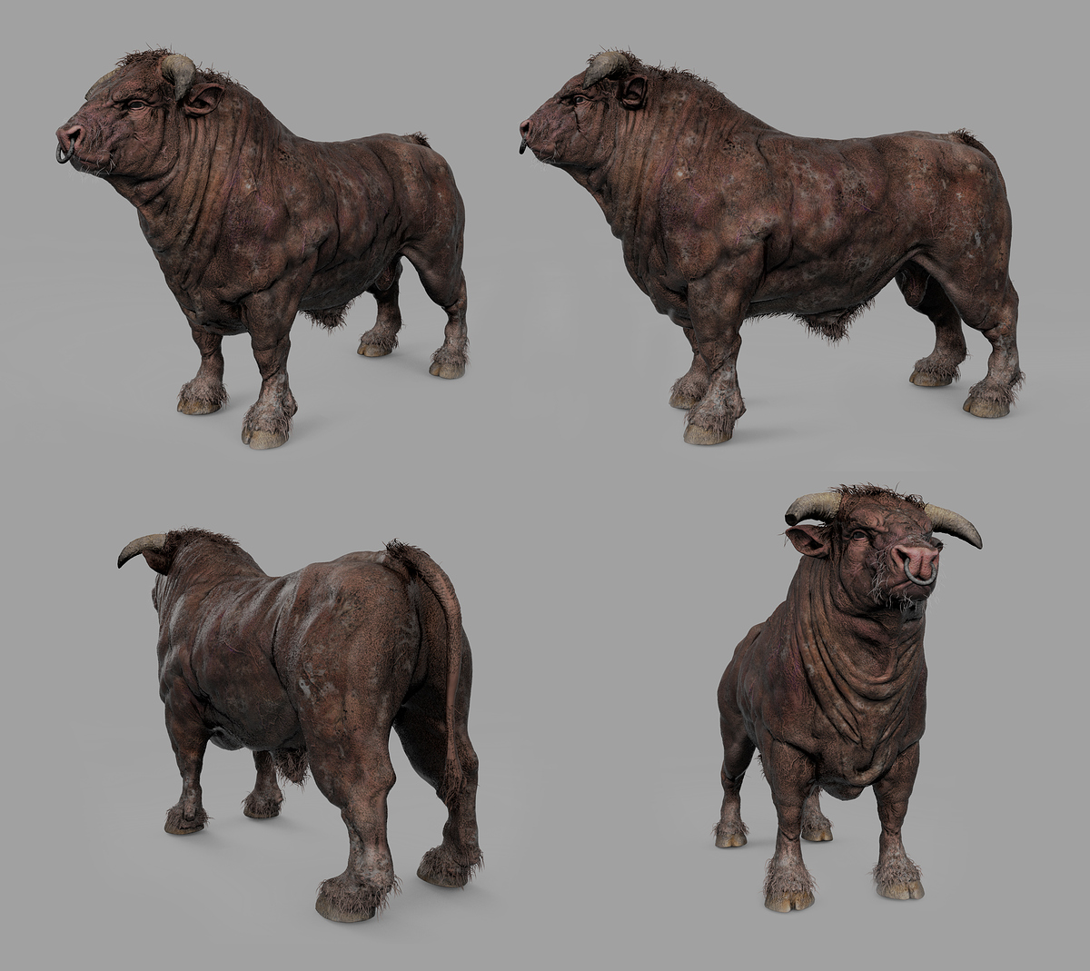 bulls_B