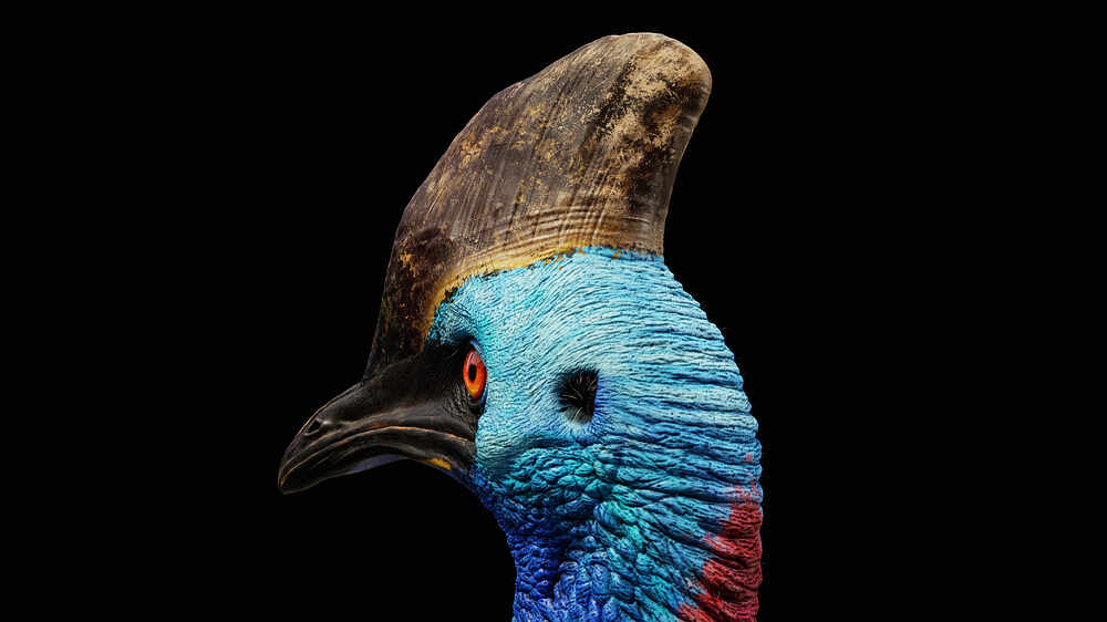 cassowary_05