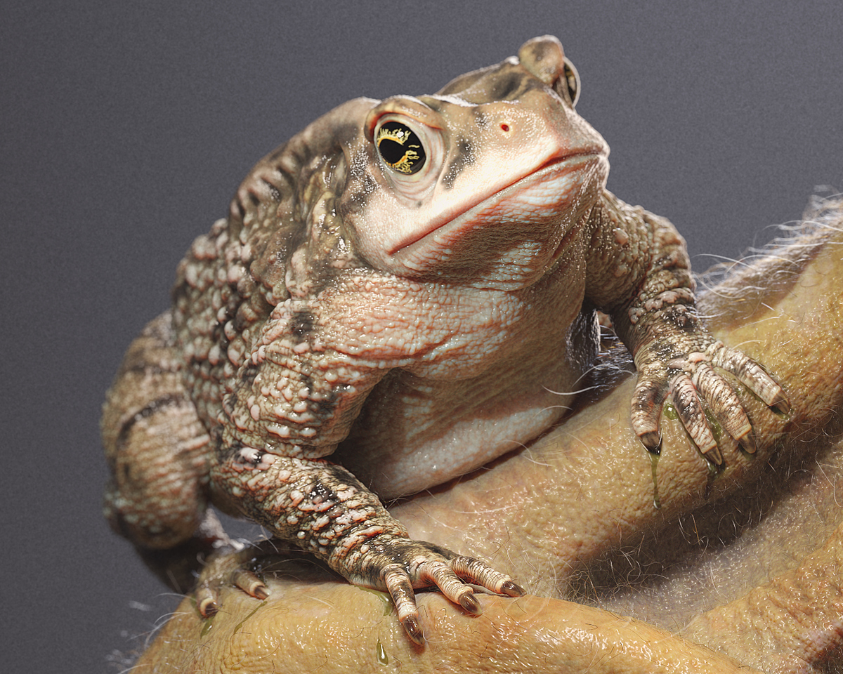 Toad Goblin Closeup Toad_Jordan Moodaliar