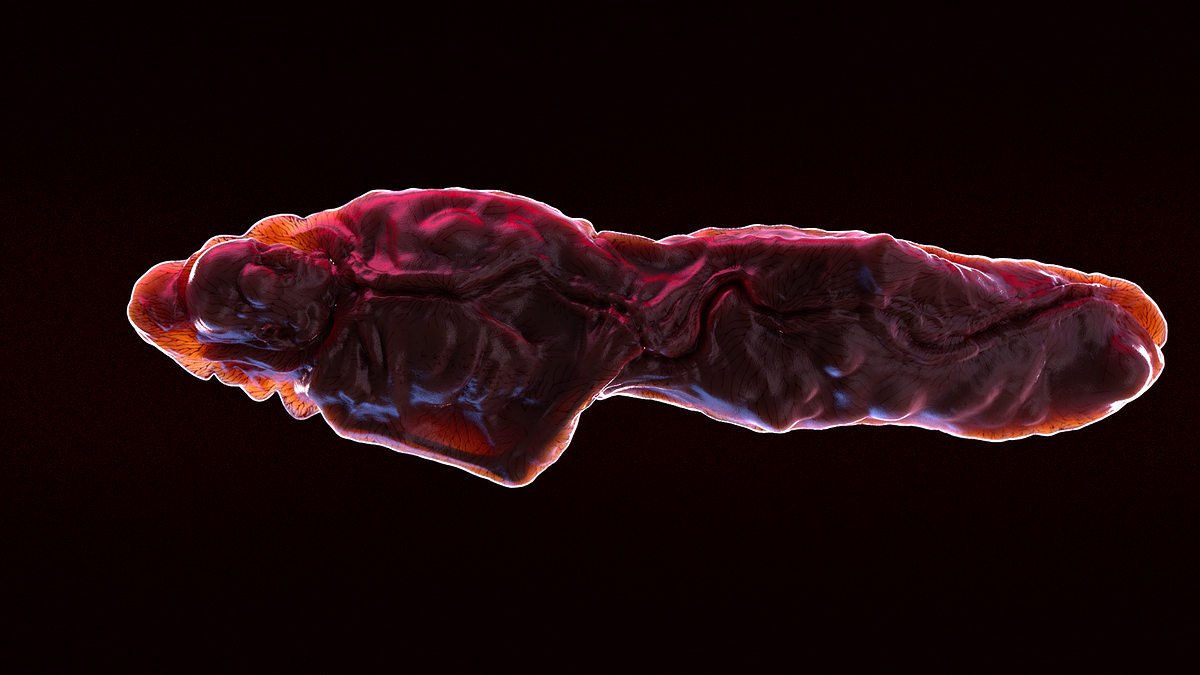 boney.Redshift_ROP1.0s001