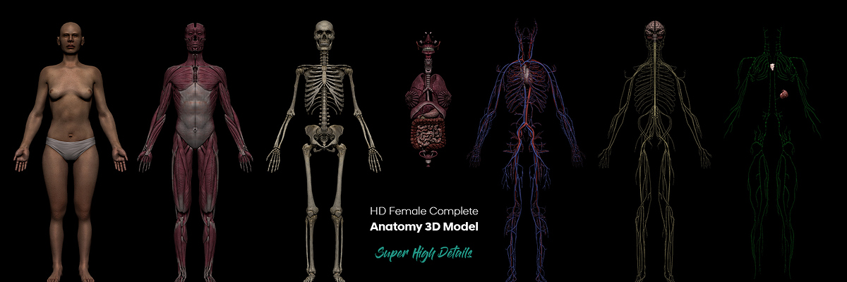 Female anatomy banner