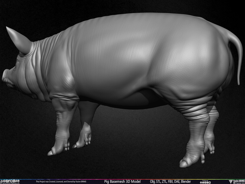 Pig Basemesh 3D Model Animal Anatomy Sculpted by Yacine BRINIS Set 019