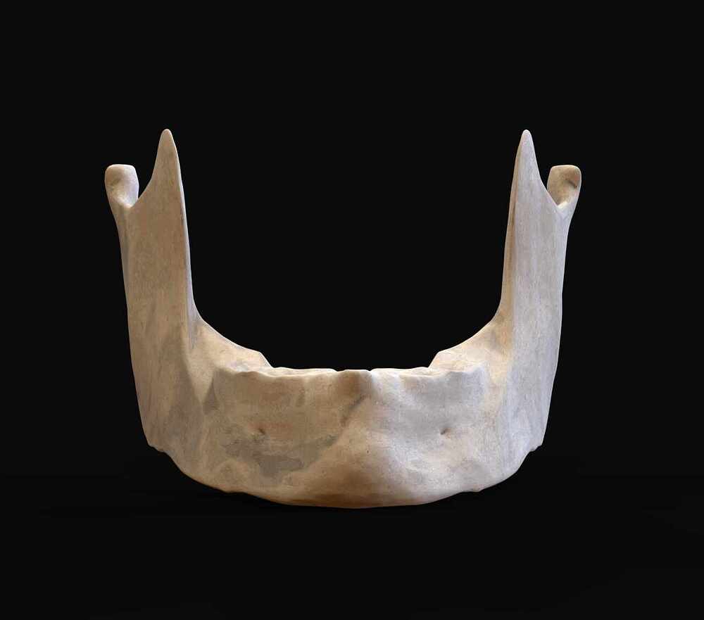 Mandibula