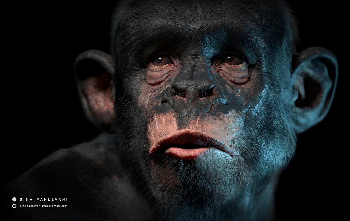 Chimp_0002