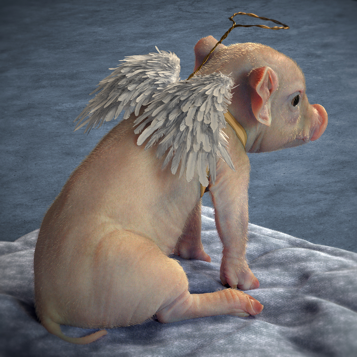 LittlePig_1.0003