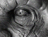 ZBC_THUMB2.jpg