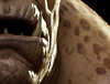 ZBC_THUMB5.jpg