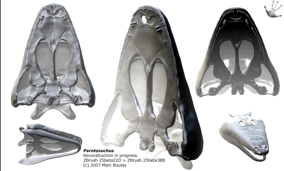 Parotosuchus_02.jpg