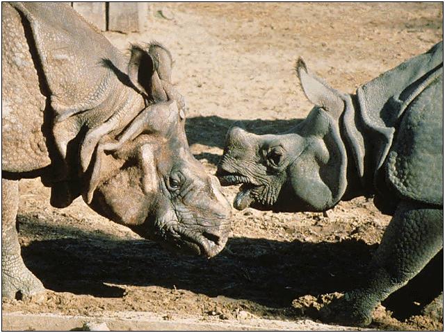 rhino.jpg