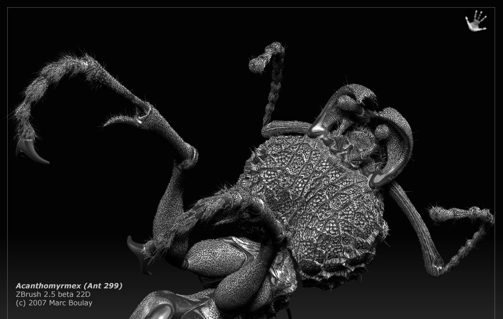 acanthomyrmex_08.jpg